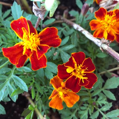 Tagetes patula hybrids