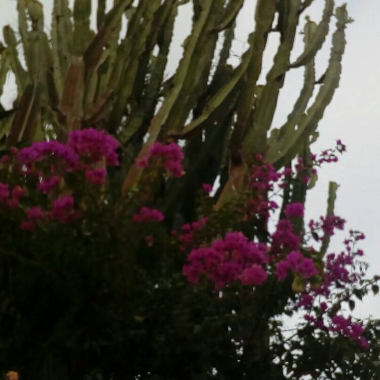 Plant image Bougainvillea 'Glabra'