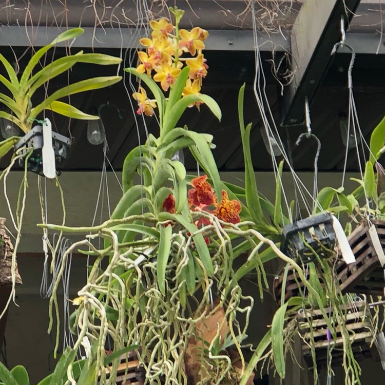 plant image 1069055
