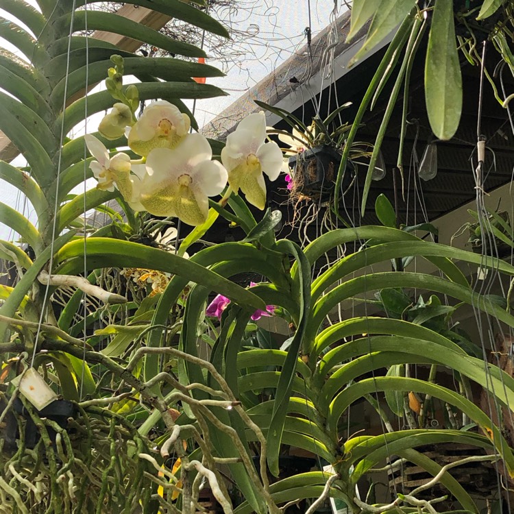 plant image 1069057