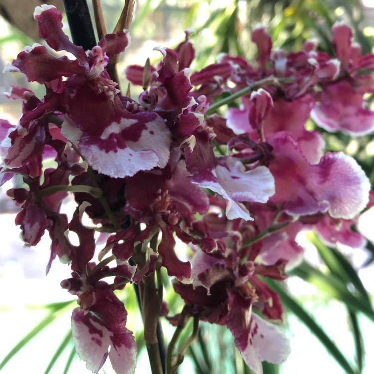 plant image 1070076
