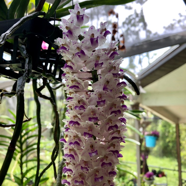 plant image 1105181