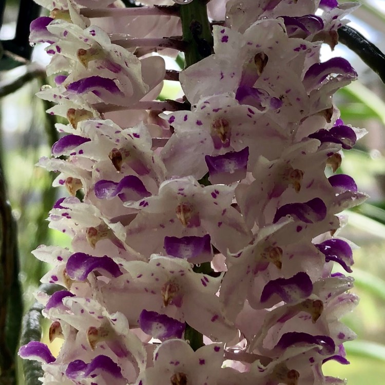Plant image Rhynchostylis Retusa