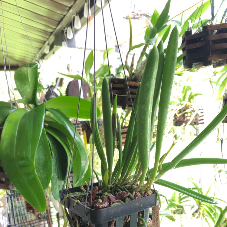 plant image 1105187