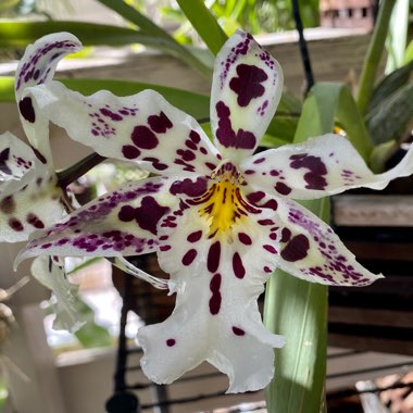 x Beallara syn. aliceara 'Hilo Space Ship'