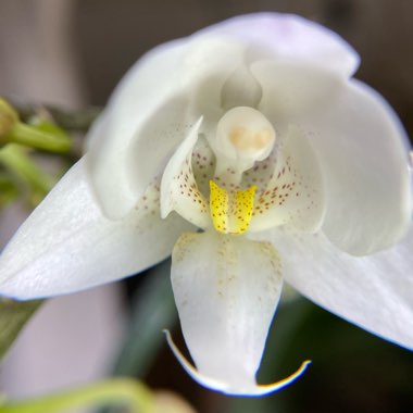 Phalaenopsis Miniature White