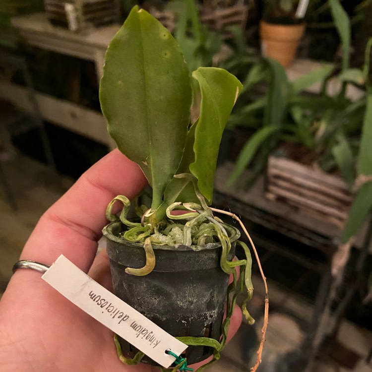 Plant image Phalaenopsis deliciosa syn. Kingidium deliciosum