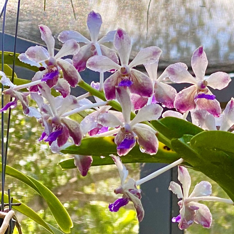 plant image 1246885