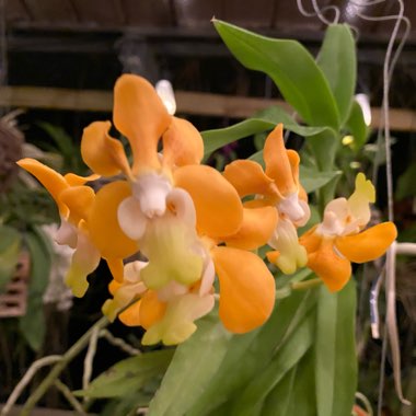 Vanda denisoniana
