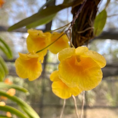 Lindley's Dendrobium