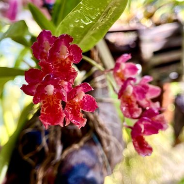 Howeara Lava Burst 'Punani'
