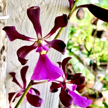 Encyclia (E. cordigera x E. cordigera 'Dark Choclate')