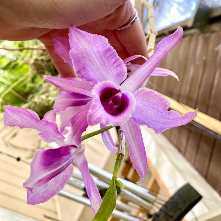 plant image 1255539