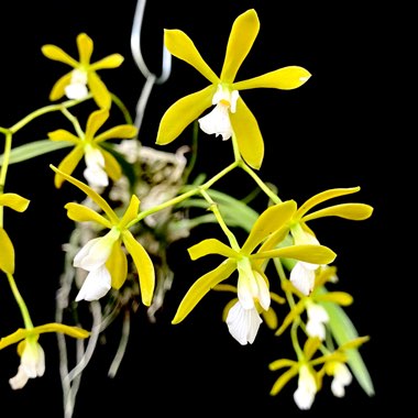 Encyclia tampensis var alba 'Lemon Drop'