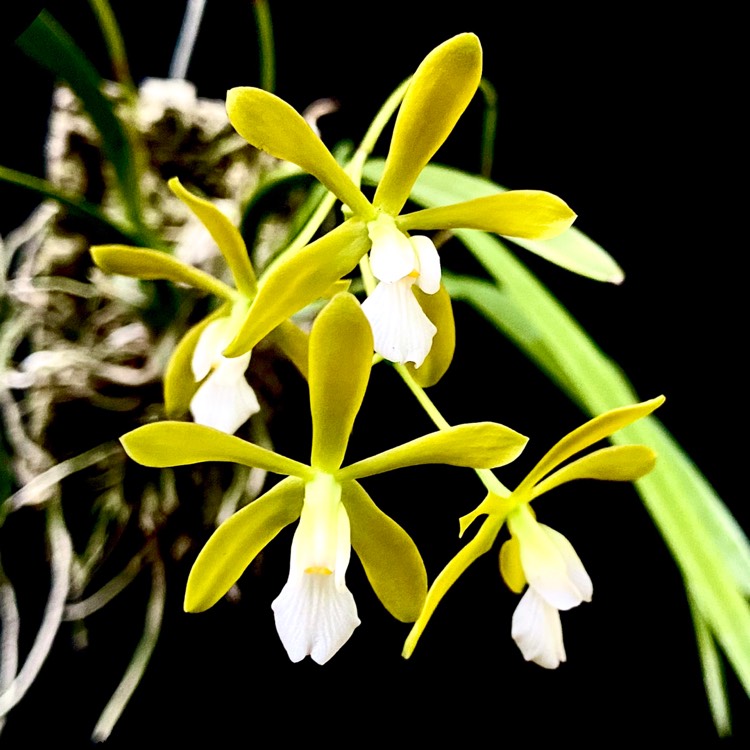 plant image 1312629