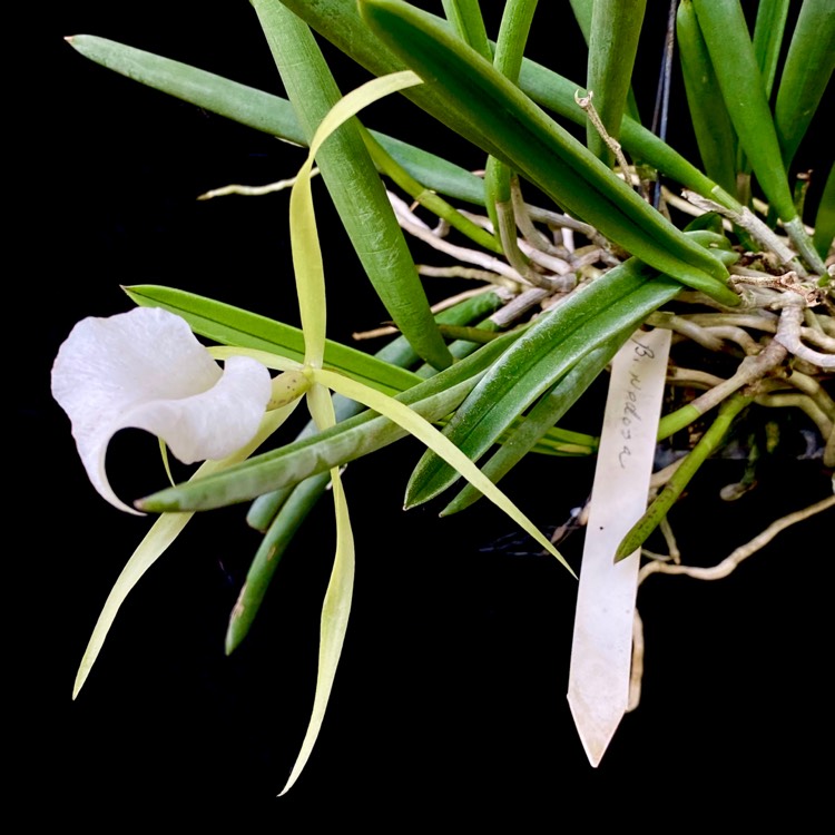 plant image 1312630