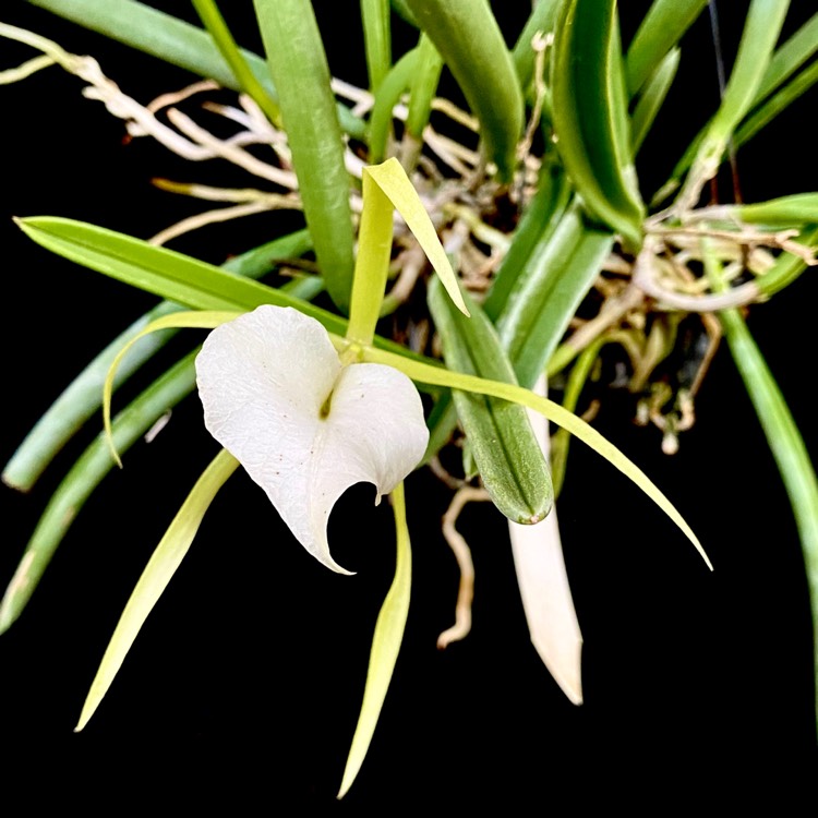 plant image 1312631