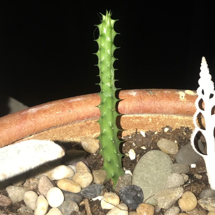 plant image 385210