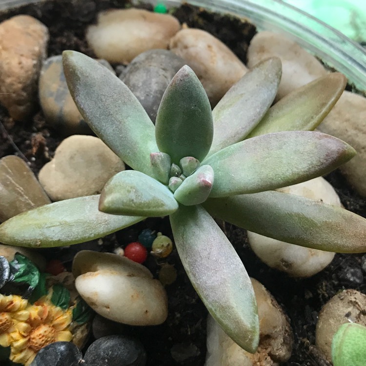 Plant image x Pachyveria Claire