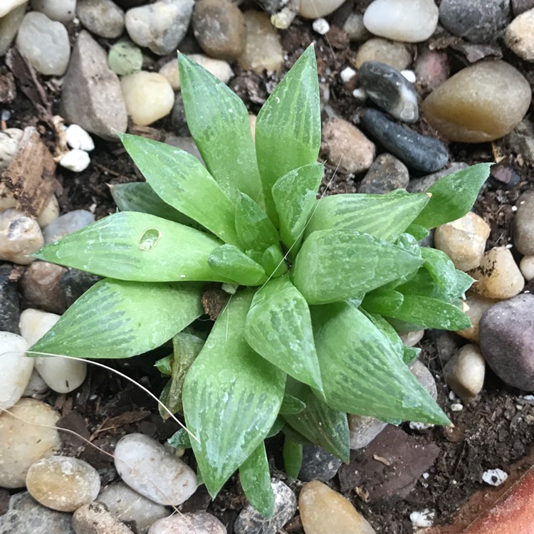 Plant image Haworthia retusa 'White Ghost'