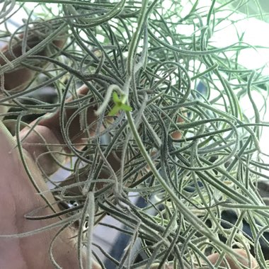Tillandsia usneoides
