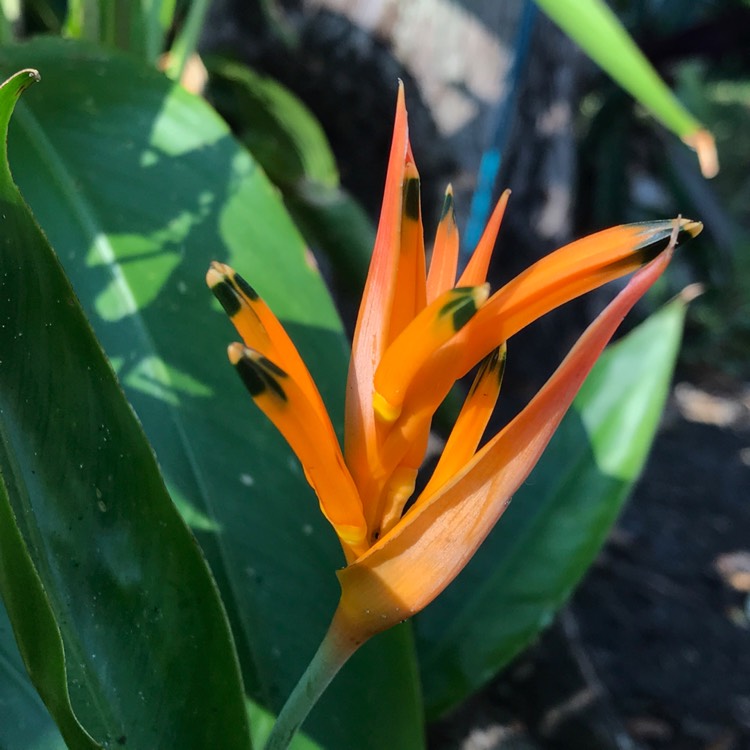 Plant image Heliconia
