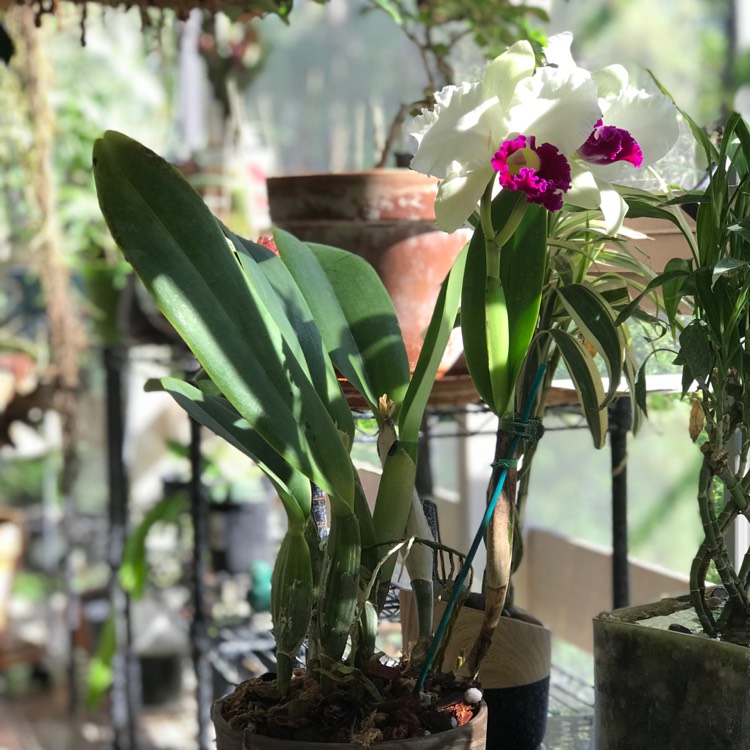 plant image 584197