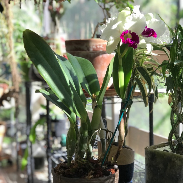 plant image 584198