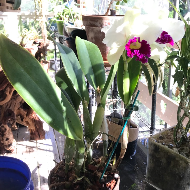 plant image 584200