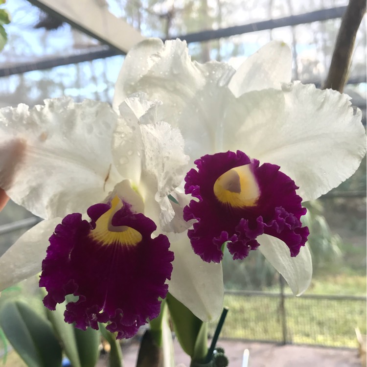plant image 586714