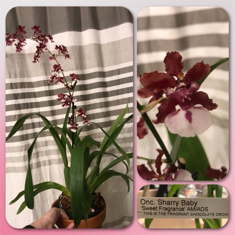 plant image 589013