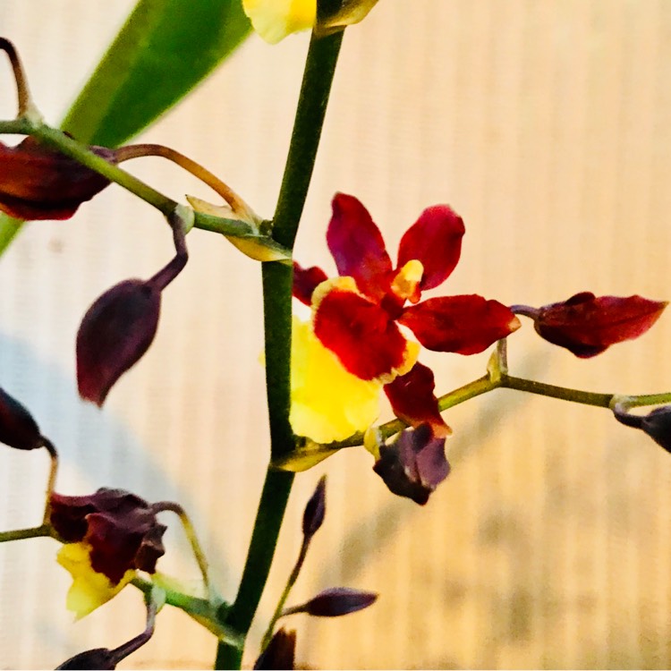 Plant image Oncidium volcano Hula Halau 'Volcano Queen'