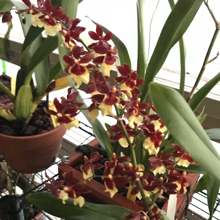 plant image 609536