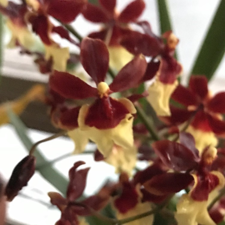 plant image 609537