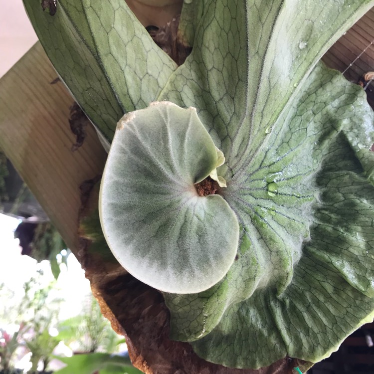plant image 613755 plant image 613755