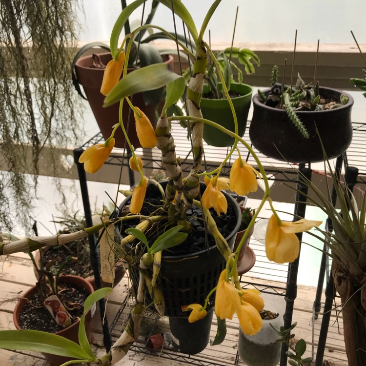 plant image 630307