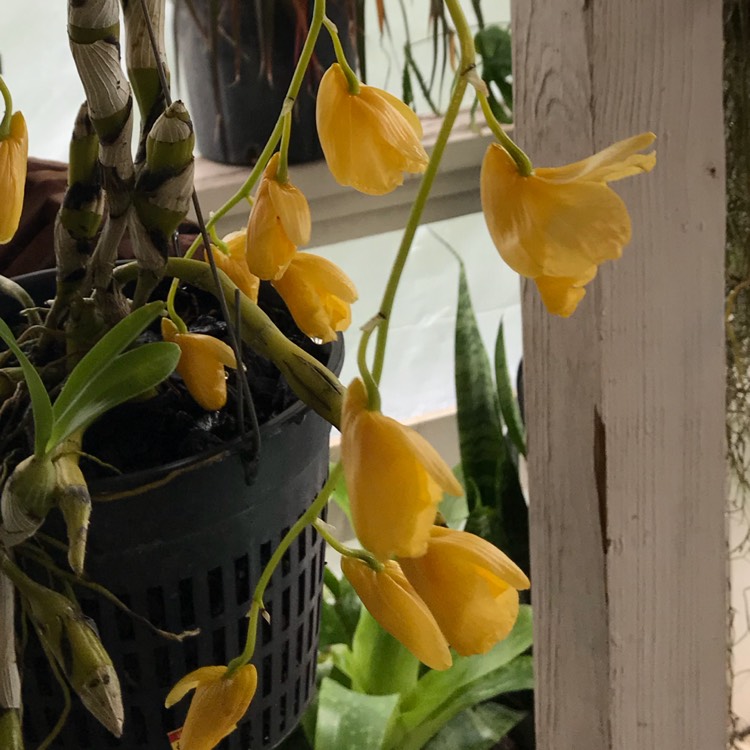 plant image 630312