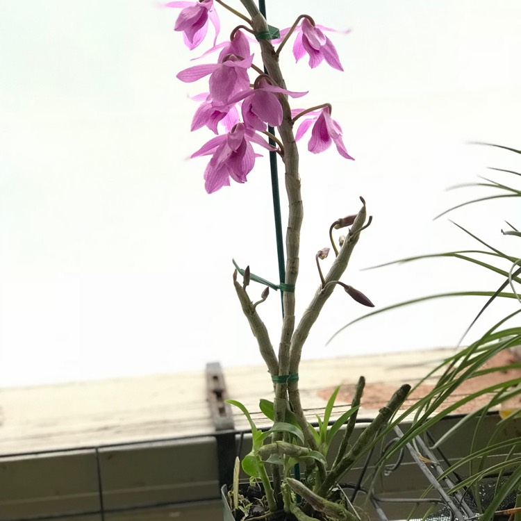 plant image 630315