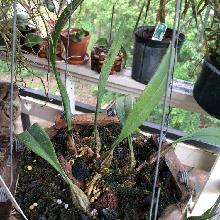 plant image 846649 plant image 846649