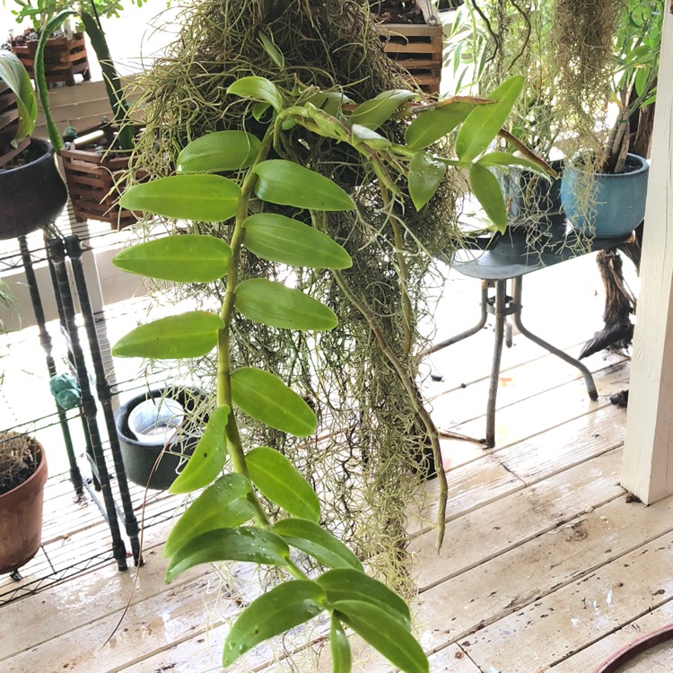 plant image 846660