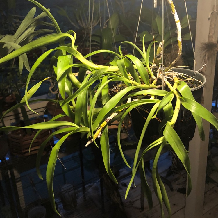 plant image 846732