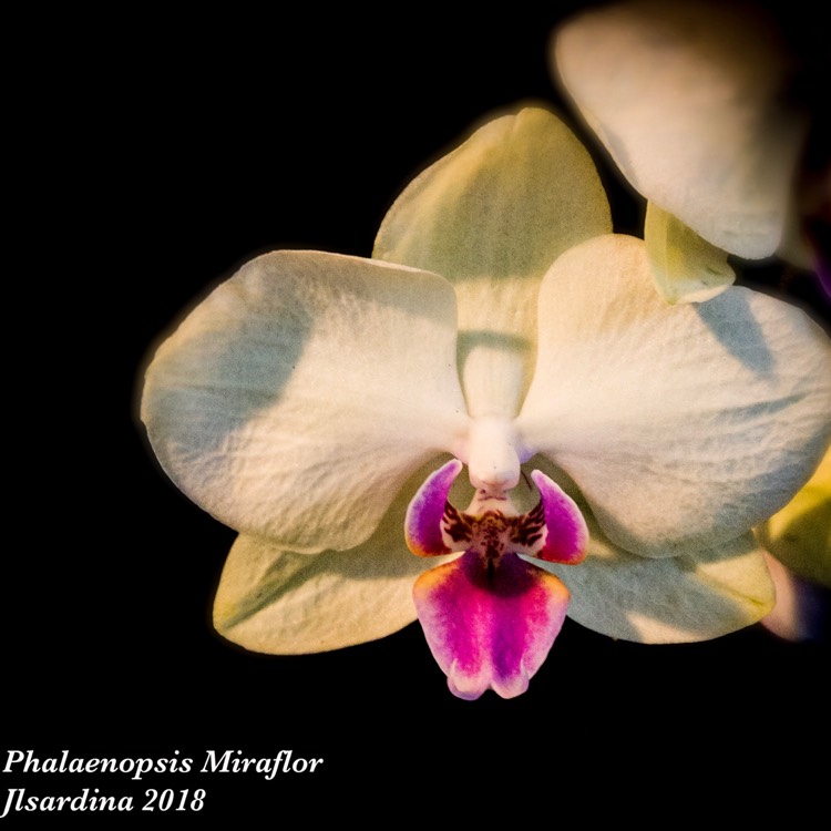 plant image 859904