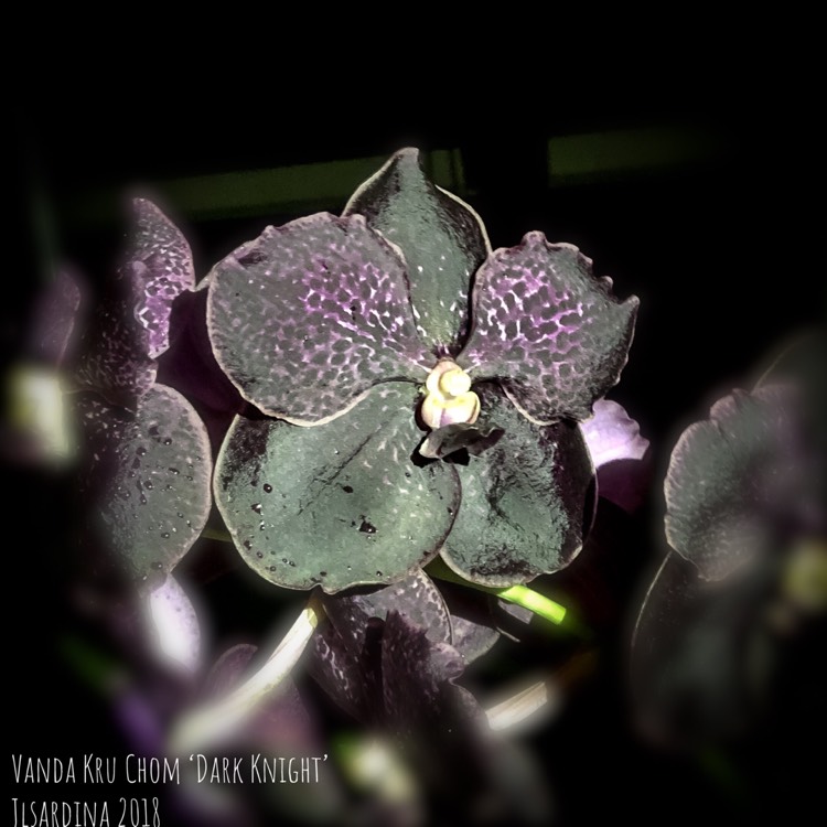 plant image 873408 plant image 873408