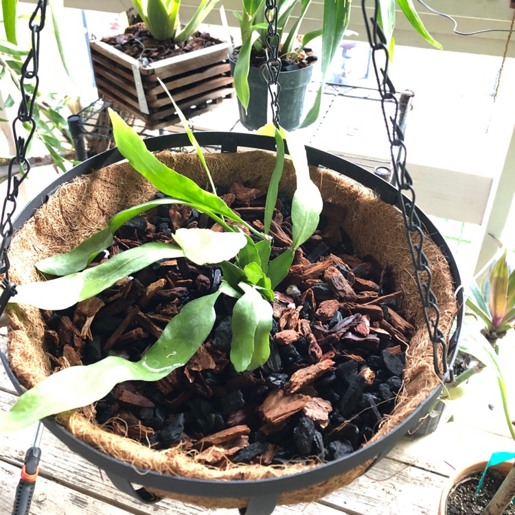 Plant image Epiphyllum oxypetalum