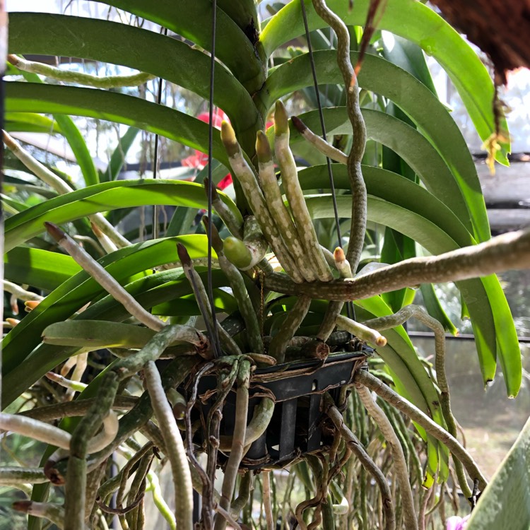 plant image 898665