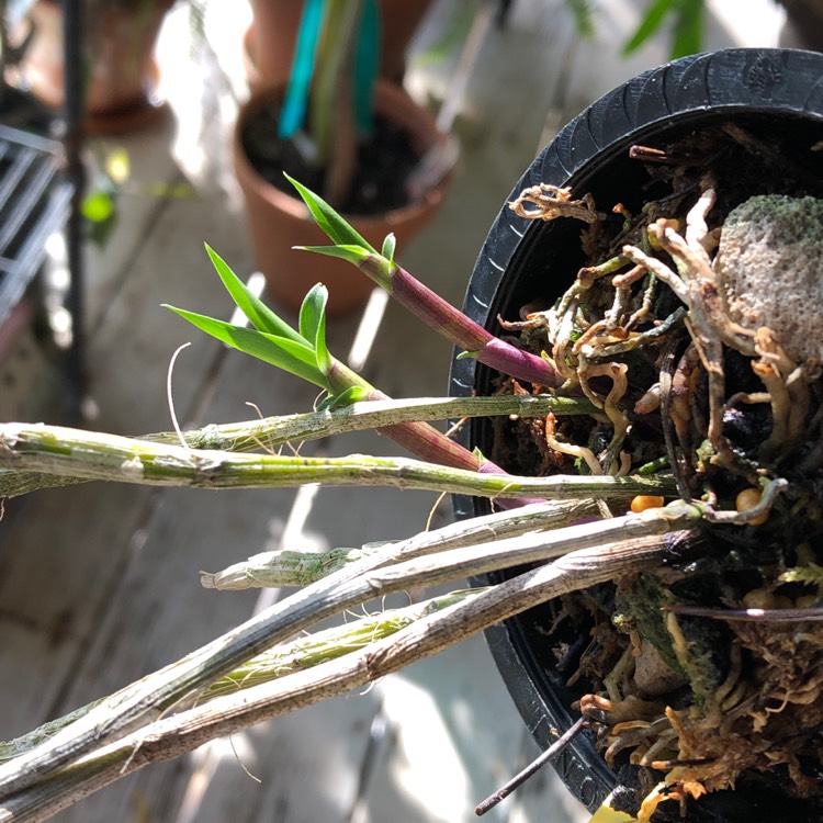 plant image 898716