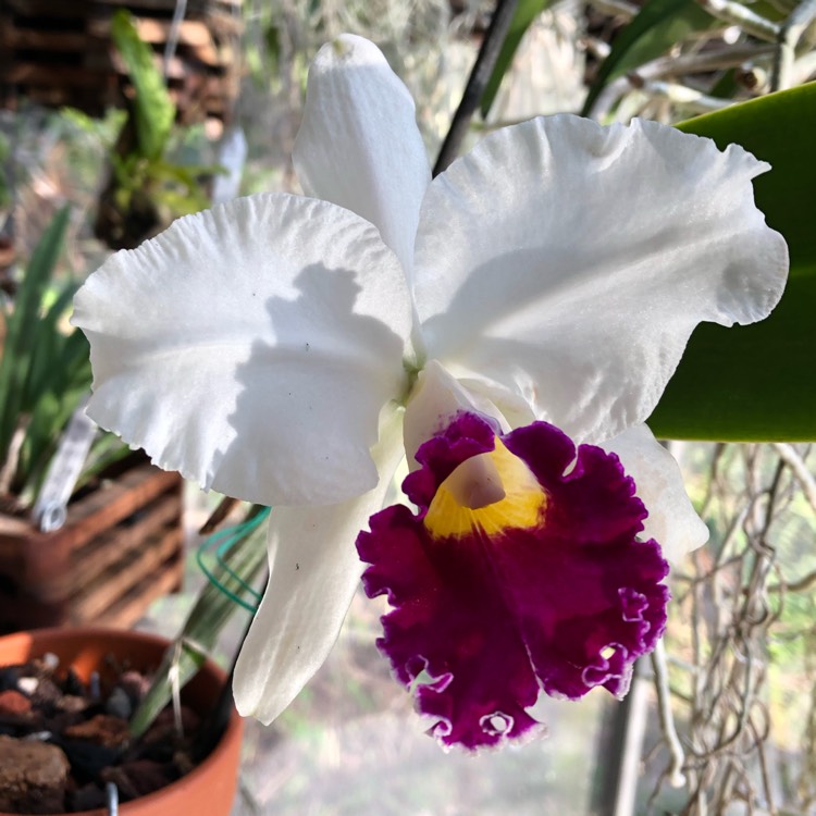 plant image 898717