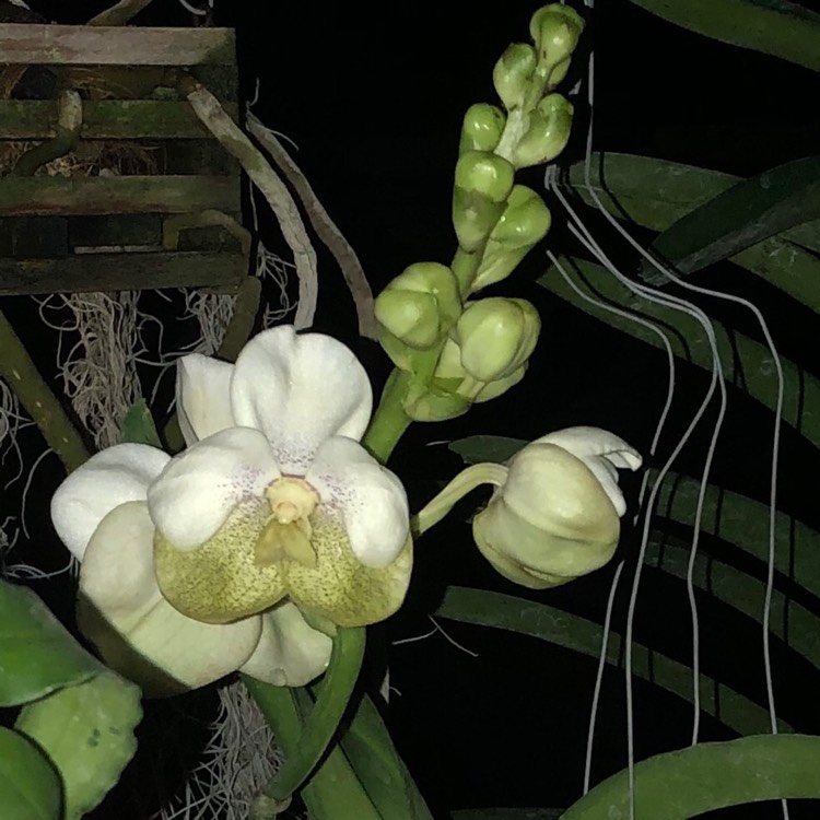 plant image 906506