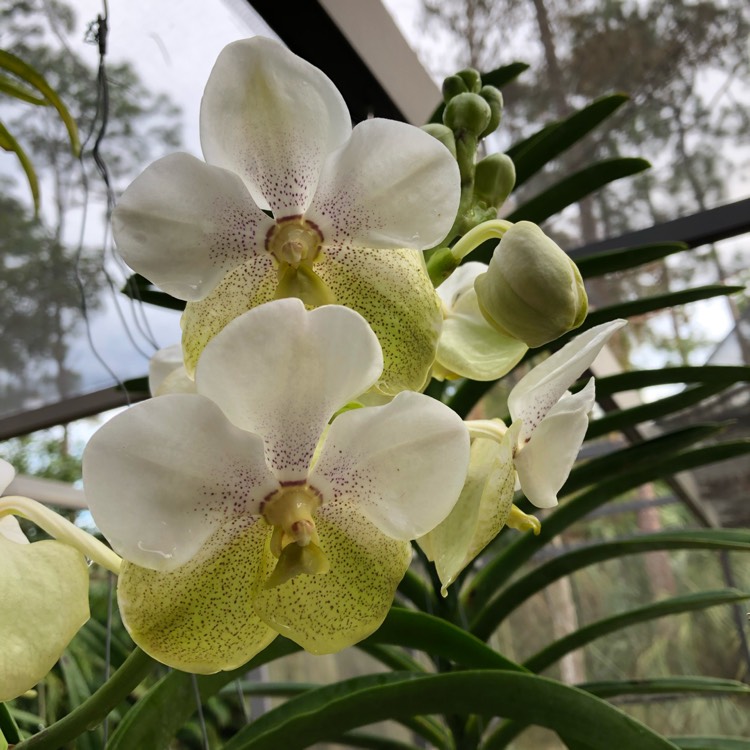 plant image 909237
