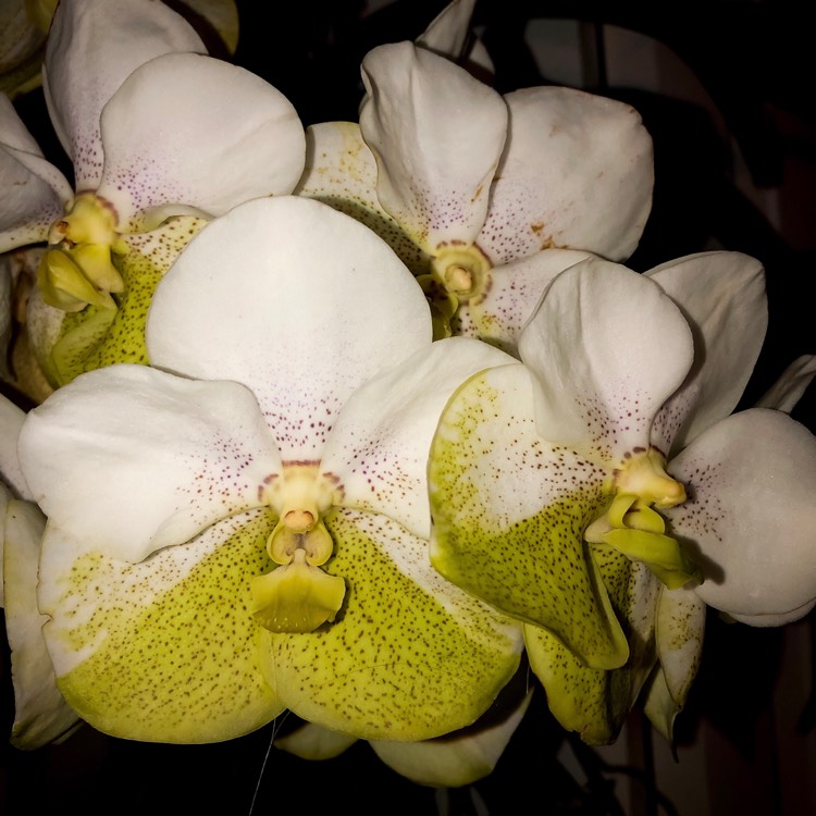 plant image 919370
